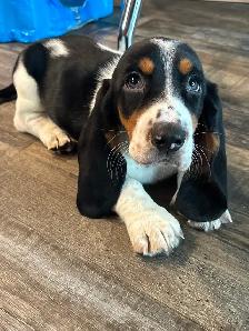 Female basset hound puppy - Photo 2