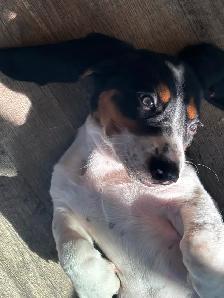 Female basset hound puppy - Photo 3