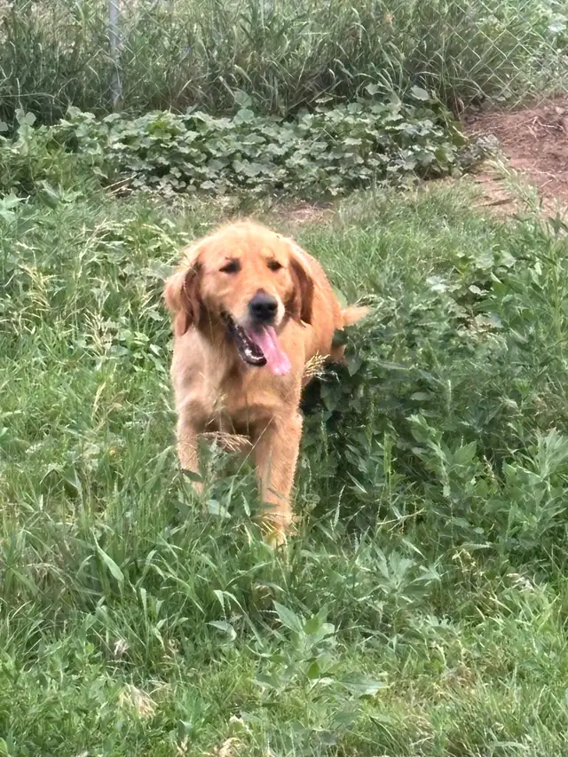 Golden Retriever Puppy Waitlist