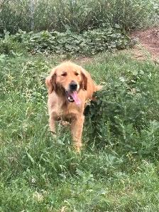 Golden Retriever Puppy Waitlist