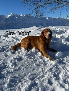 Golden Retriever Puppy Waitlist - Photo 2