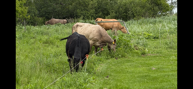 5 Cow mature calf pairs