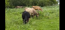 5 Cow mature calf pairs