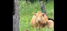 5 Cow mature calf pairs - Photo 2