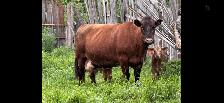 5 Cow mature calf pairs - Photo 3