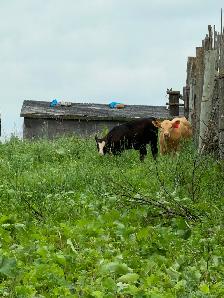 5 Cow mature calf pairs - Photo 4