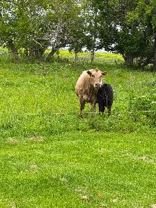5 Cow mature calf pairs - Photo 5