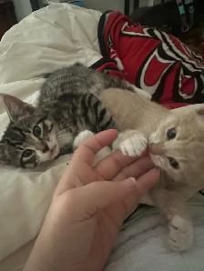 kittens $250 to$ 575