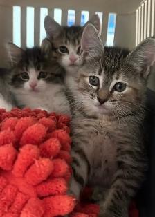 kittens $250 to$ 575 - Photo 2