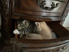 kittens $250 to$ 575 - Photo 3
