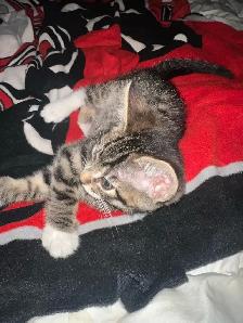 kittens $250 to$ 575 - Photo 4