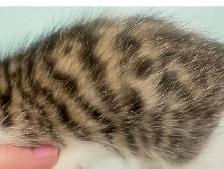 kittens $250 to$ 575 - Photo 6