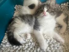 kittens $250 to$ 575 - Photo 7