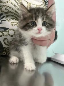 kittens $250 to$ 575 - Photo 8