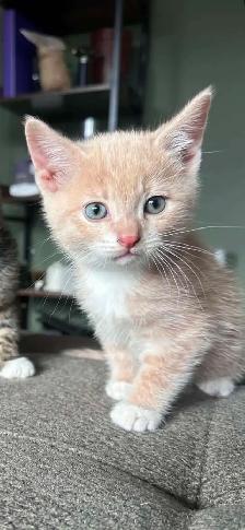 kittens $250 to$ 575 - Photo 9