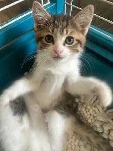 kittens $250 to$ 575 - Photo 10