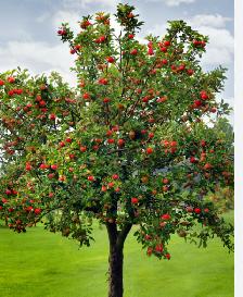 Looking for Apple tree branches