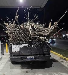 debris Cleanup Services - Photo 2