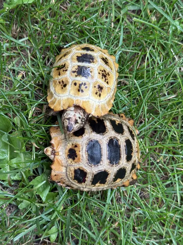 Elongated Tortoises For Sale!