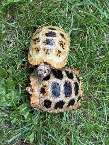 Elongated Tortoises For Sale!