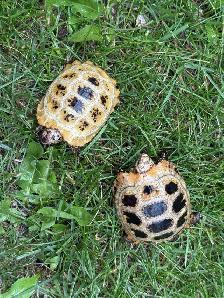 Elongated Tortoises For Sale! - Photo 2