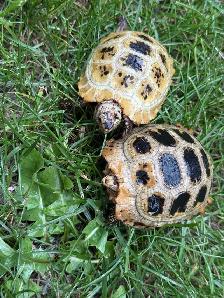 Elongated Tortoises For Sale! - Photo 3