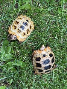 Elongated Tortoises For Sale! - Photo 4
