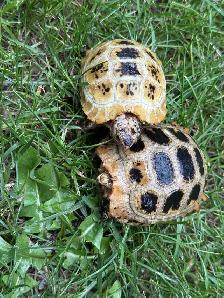 Elongated Tortoises For Sale! - Photo 5