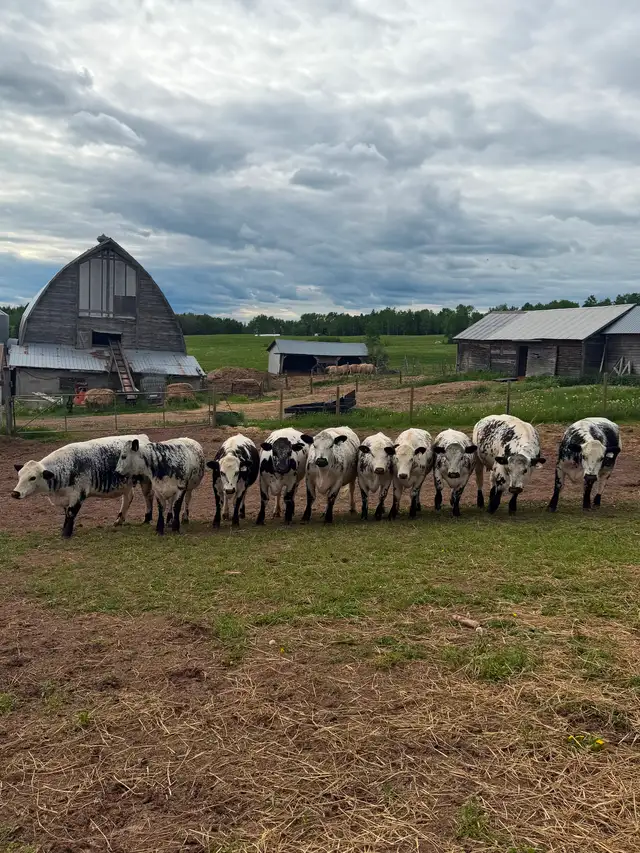 Wanted bred cows