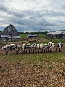 Wanted bred cows