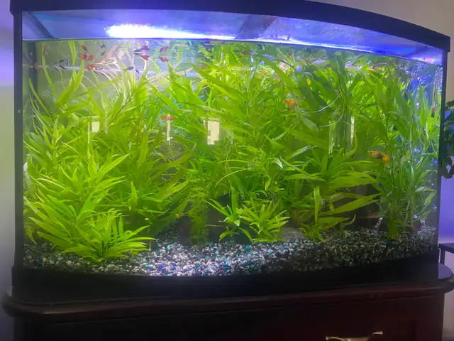 Well Rooted and Very Hardy Aquarium Plants