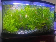 Well Rooted and Very Hardy Aquarium Plants