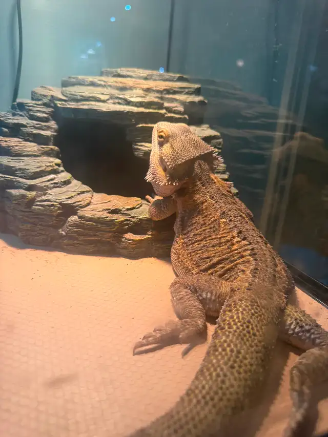 Male bearded dragon to rehome