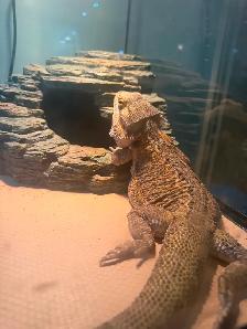 Male bearded dragon to rehome