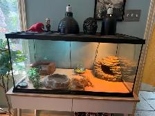 Male bearded dragon to rehome - Photo 2