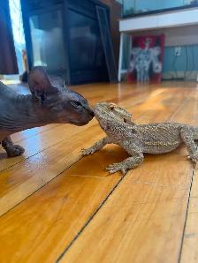 Male bearded dragon to rehome - Photo 3