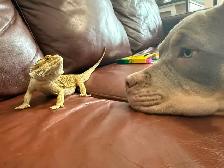 Male bearded dragon to rehome - Photo 4