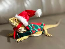 Male bearded dragon to rehome - Photo 5