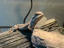 Male bearded dragon to rehome - Photo 6