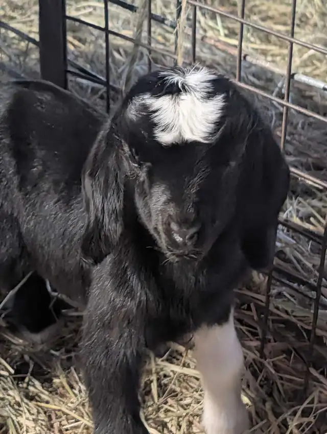 Boer Kiko Buckling