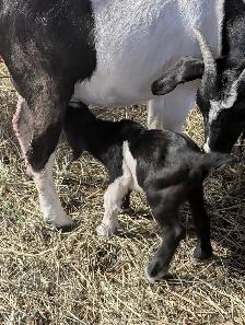 Boer Kiko Buckling - Photo 7