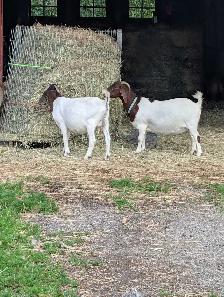 Boer Kiko Buckling - Photo 8