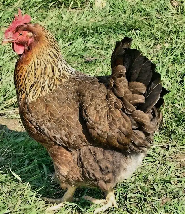welsummer hens