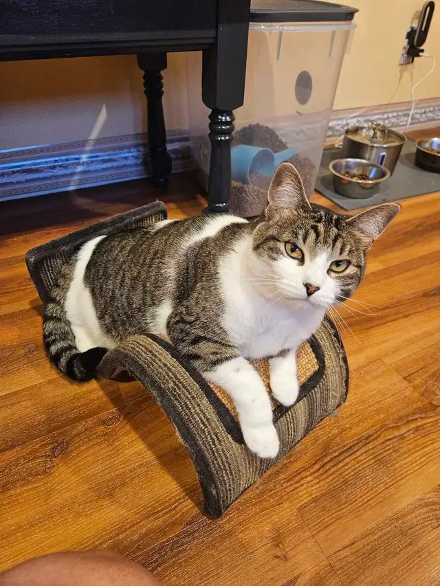 Garderie pour chats et oiseaux