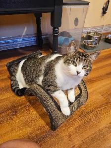 Garderie pour chats et oiseaux