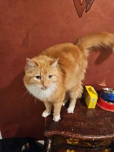 Garderie pour chats et oiseaux - Photo 2