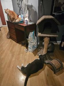Garderie pour chats et oiseaux - Photo 3