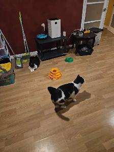Garderie pour chats et oiseaux - Photo 4