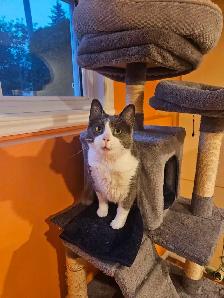 Garderie pour chats et oiseaux - Photo 5
