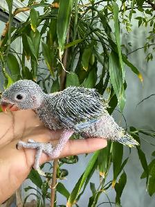 Indian ringneck parrot babies (Olive Green) - Photo 8